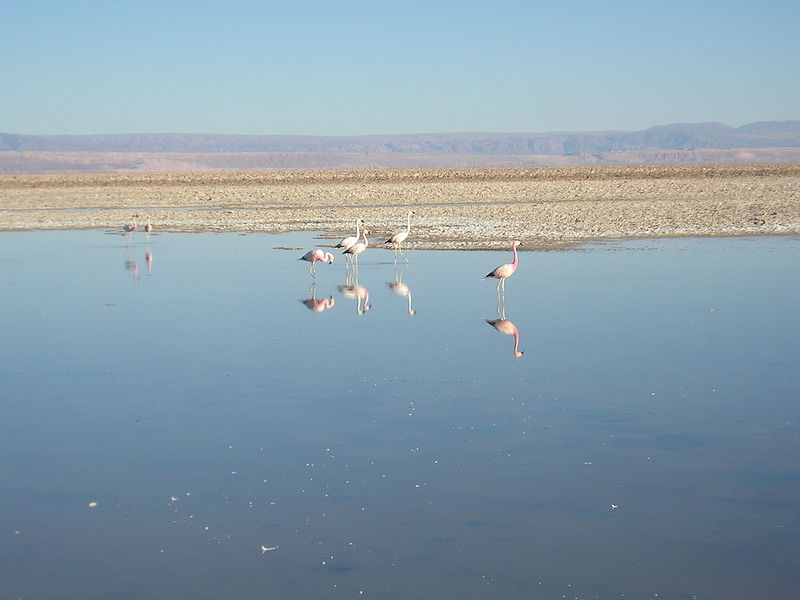Flamingos na Lagoa Chaxa
Imagem via Wikipédia